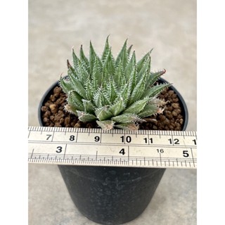 ฮาโวเทีย haworthia herbacea