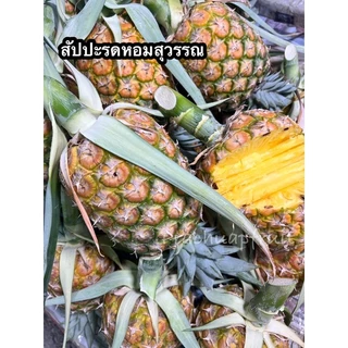 สับปะรดหอมสุวรรณ 1 ลูก ✅พร้อมส่ง✅ หวาน ฉ่ำ สดๆจากสวน