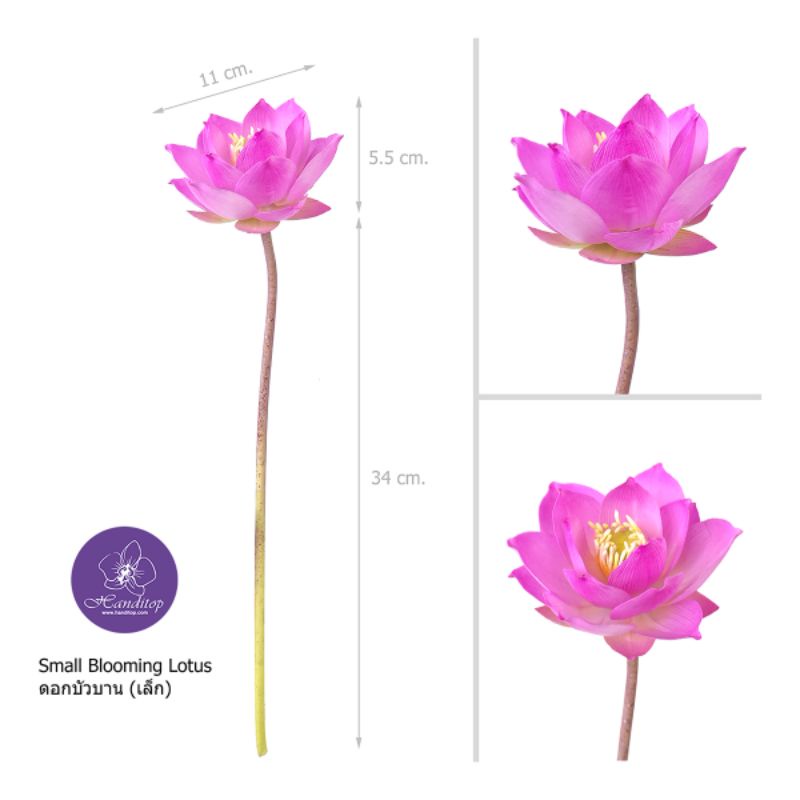 Handitop ดอกบัวปลอมขนาดเล็ก มี3ชนิดให้เลือก ดอกตูม4.5ซม. ดอกแย้ม8ซม. ดอบาน11ซม. มีให้เลือก 3 สี