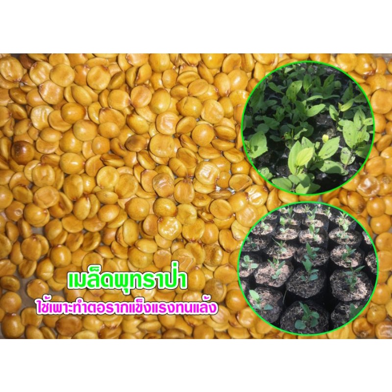 เมล็ดพุทราป่า ใช้เพาะเพื่อเป็นต้นตอ 250 เมล็ด
