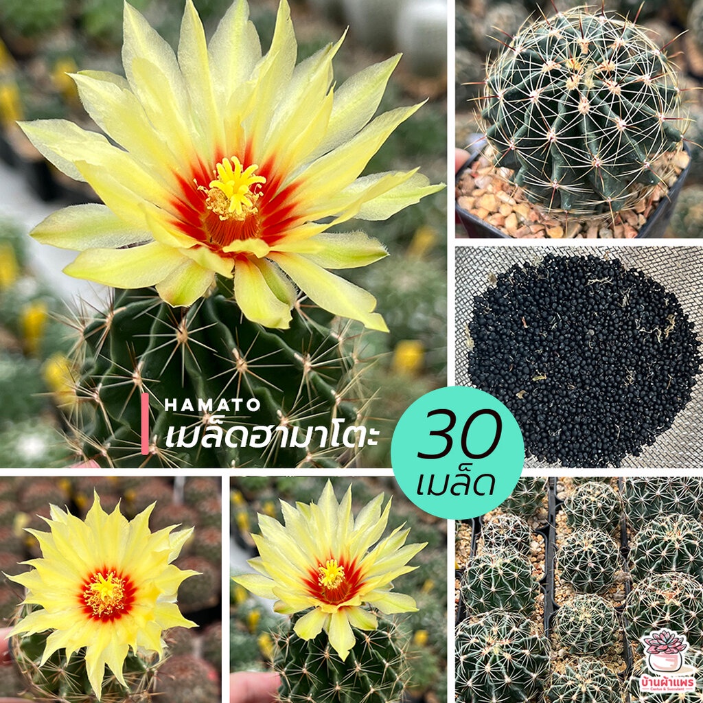 ( 30 เมล็ด ) เมล็ด ฮามาโตะ HamaTo แคคตัส กระบองเพชร cactus&succulent