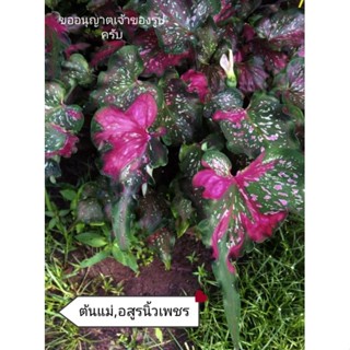 อสูรนิ้วเพชร ตับรามเกียรติ์หายากน่าสะสม