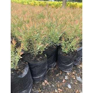 ต้นสนหอม สนหอม (ส่งฟรีทักแชท) ต้นสนหอมไล่ยุง รอบนี้ 10-15 ซม. (อ่านรายละเอียดข้างล่างก่อนสั่งซื้อ)