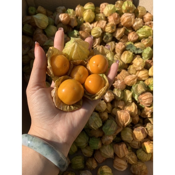 เคพกูสเบอรี่ขนาด1กิโล (Cape gooseberry Seed)หรือโทงเทงฝรั่ง สดจากสวนทุกวัน
