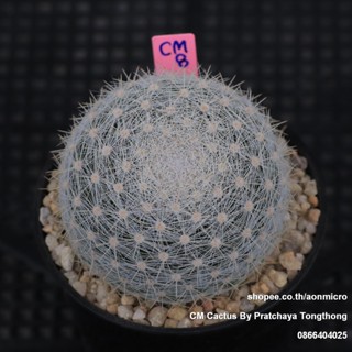 แมม แคนดิด้า Mammillaria candida ในกระถาง 3 นิ้ว ส่งทั้งกระถาง ไม้ชุด 3 มกราคม 66