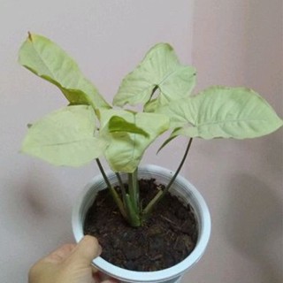 ออมเงิน "Syngonium" หรือ white butterfly กระถางสีขาว 6"นิ้ว