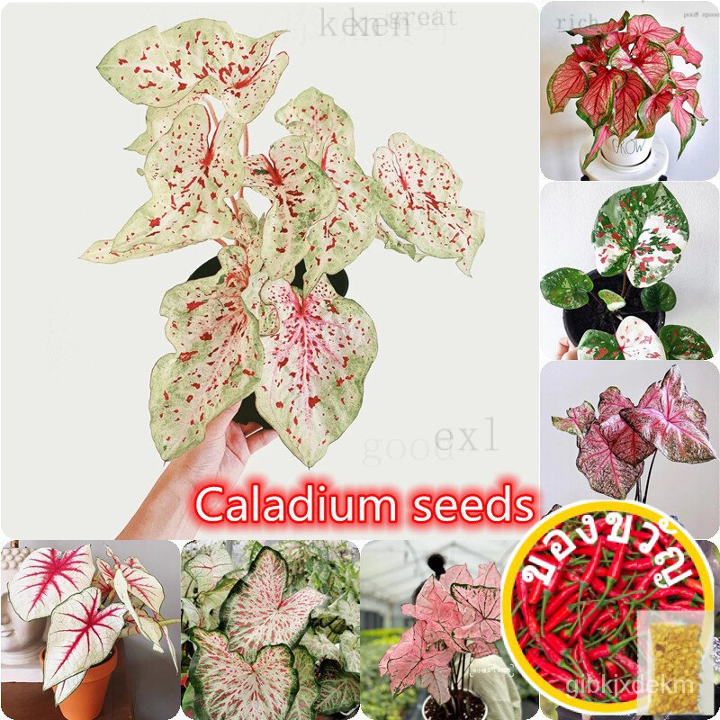 ☘️พร้อมส่ง ☘️ต้นบอนสี "ราชินีใบไม้" (ฉายา ทับทิมสยาม) 100pcs Mixed Colorful Caladium Seeds เมล็ดพันธ