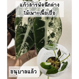 ต้นแก้วสารพัดนึกด่าง (Alocasia Bambino Variegated) ติดด่างแล้ว ไม้เพาะเลี้ยงเนื้อเยื่ออนุบาลแล้ว