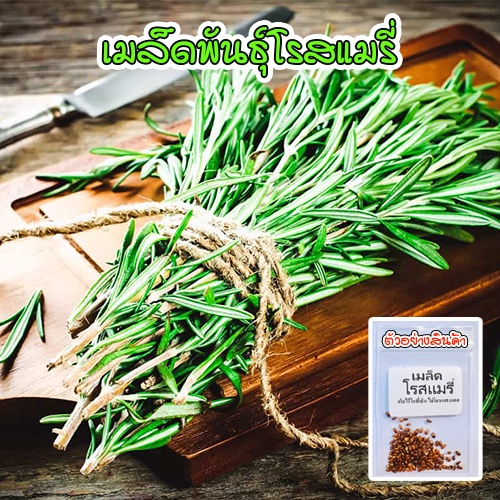 เมล็ดพันธุ์โรสแมรี ออร์แกนิค Rosemary ปลูกง่าย งอกดี (ซื้อ 10 แถม 1 คละได้)