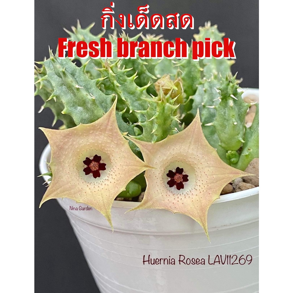 เก๋งจีน Huernia Rosea LAV11269  *กิ่งเด็ดสด* แคคตัส ไม้อวบน้ำ Cactus and Succulent