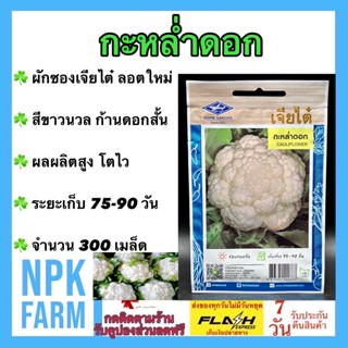ผักซอง เจียไต๋ กะหล่ำดอก จำนวน 300 เมล็ด/ซอง เมล็ดพันธุ์ ลอตใหม่ งอกดี สีขาาวนวล ก้านดอกสั้น ผลผลิตสูง ระยะเก็บ 75 วัน