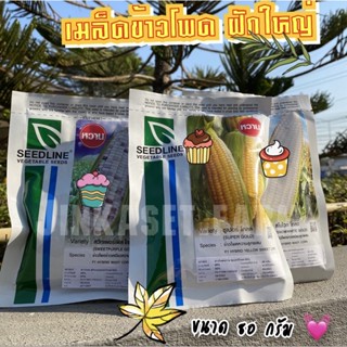 เมล็ดพันธุ์ข้าวโพดลูกผสม 🌽🌽 ฝักใหญ่ หวาน  80 กรัม