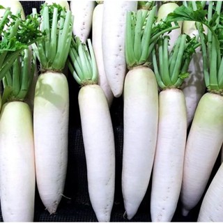 เมล็ดพันธุ์ ผักกาดหัว ไดค่อนญี่ปุ่น ( Japanese Minowase Daikon Radish Seed ) บรรจุ 50 เมล็ด