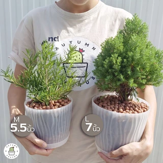 กระถางรอนใส ขุ่น ชุดกระถาง พร้อมถาดรอง เกรดพรีเมี่ยม หนา ดีไซส์สวย 4.5 - 7 นิ้ว