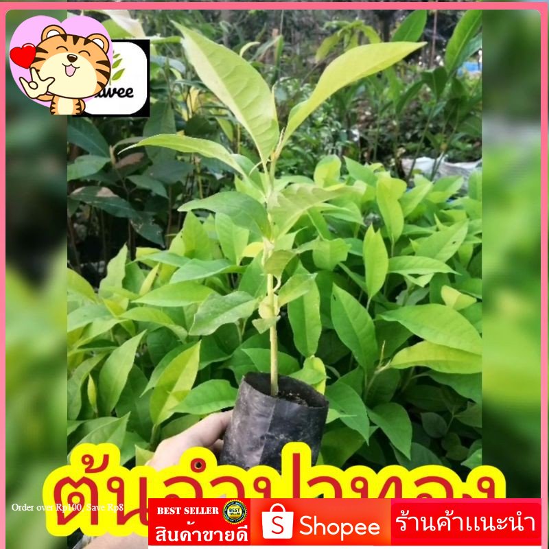 ต้น​จำปา​ทอง​ ไม้​มงคล​ ไม้หา​ยาก​ ไม้​เศรษฐกิจ​ ไม้​ราคา​เเพง​