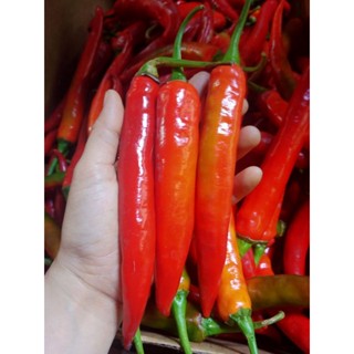 🌶️พริกชี้ฟ้าแดงหรือพริกสดแดงพริกเม็ดใหญ่สวยสุดๆขายถูก500g