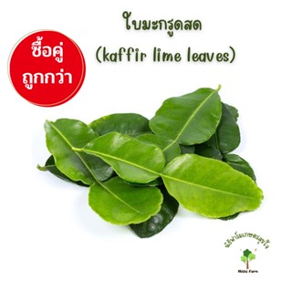 ใบมะกรูด สด (kaffir lime leaves) ปลอดสารพิษ