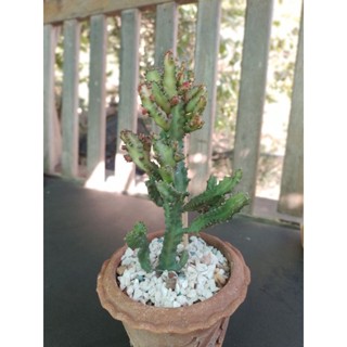 Euphorbia Lactea Monstrose.(Red From.)//ยอดแดงสวยๆ