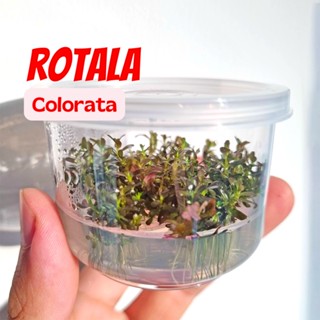 โรทาล่า โคโลราต้า เลือกได้ ธรรมดา-เนื้อเยื้อ Rotala Colorata ต้นไม้น้ำ