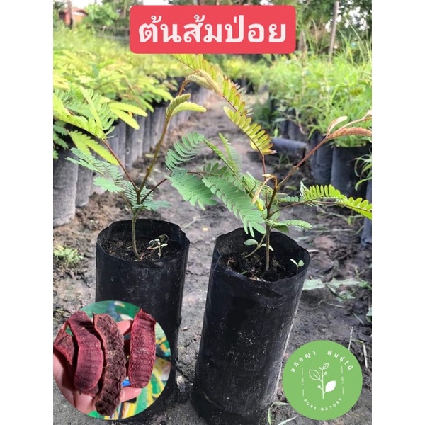 ( พร้อมส่ง ) ต้นส้มป่อย ใบมีรสเปรี้ยว ฝาดร้อนเล็กน้อย เปลือกฝักรสขมเปรี้ยว ฝักมีรสเปรี้ยว