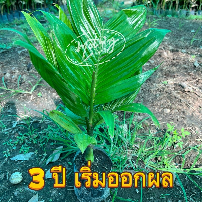 ต้นกล้าหมากเตี้ยชุด3ต้นจัดส่งทั้งถุงดำ