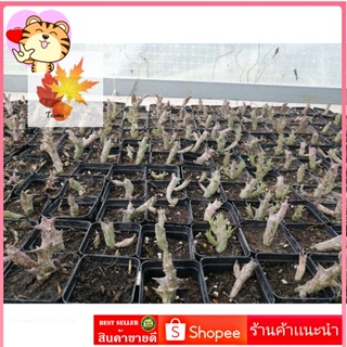 แคคตัส​ เก๋งจีน Huernia แคคตัส กระบองเพชร cactus&amp;succulent