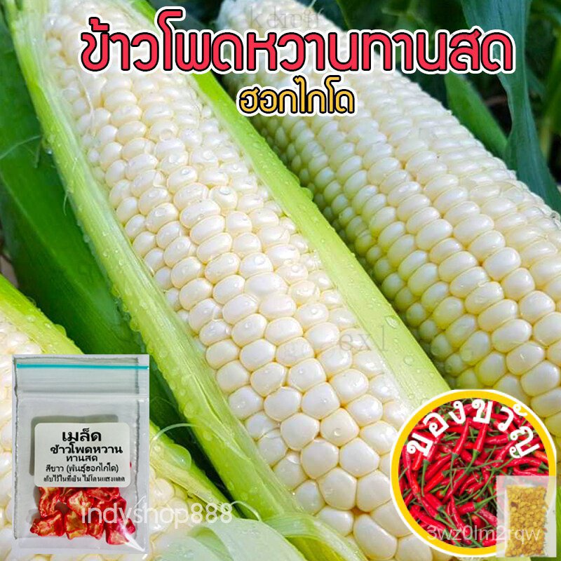 เมล็ดพันธุ์ ข้าวโพดหวาน ฮอกไกโด ข้าวโพดนมสด ทานดิบได้ ทานสดได้ จำนวน 40 เมล็ด ปลูกได้ทุกที่ [10 เเถม 1 คละได้ผักชี/ดอกไม