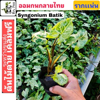 Syngonium  batik ออมกนกลายไทย ต้นไม้ตาย เคลมฟรี