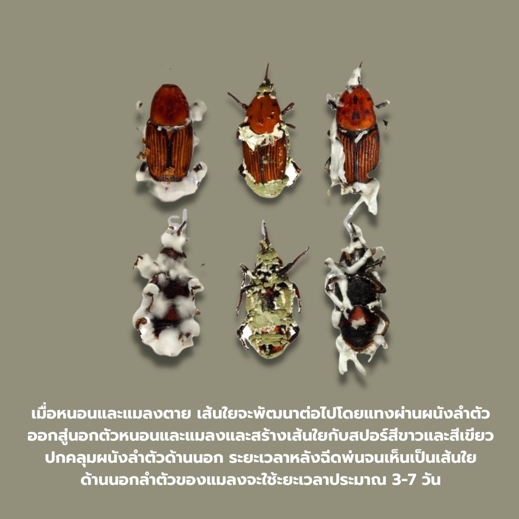 บิวเวอร์เรีย ผสม เมธาไรเซียม 1kg ราคาส่ง กำจัดแมลงศัตรูพืชทุกชนิด ออร์แกนิค ปลอดภัย รูปที่ 5