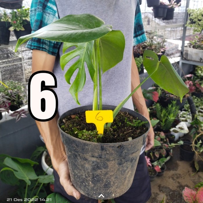 MINIMAL Monstera king รูปเดิม 3 ใบ ขั้นต่ํา Gojek - Grab -4