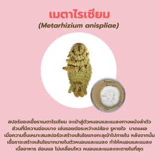 เมธาไรเซียม 1kg ราคาส่ง กำจัดแมลงศัตรูพืช ออร์แกนิคแท้ ปลอดภัยต่อผู้ใช้และสัตว์เลี้ยง
