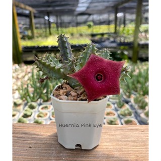 ต้นเก๋งจีน Huernia Pink Eye