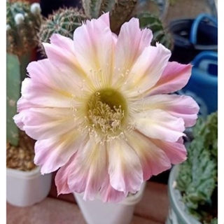 กระบองเพชร cactus หน่อเด็ดสด echinopsis ชมพูกลางเหลือง ดอกใหญ่ ไม้นำเข้า ออกดอกในไทยแล้ว  ขนาด 3 ซม.ขึ้นไป