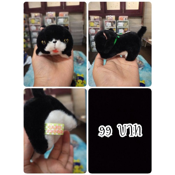 Chinmari Munchkin Cat#แมวมันช์กิ้น#แมว#Amuse#งานพวงญี่ปุ่นมือสอง