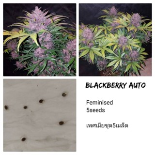 เมล็ดพันธุ์Black Berry Auto เพศเมียSTS90%