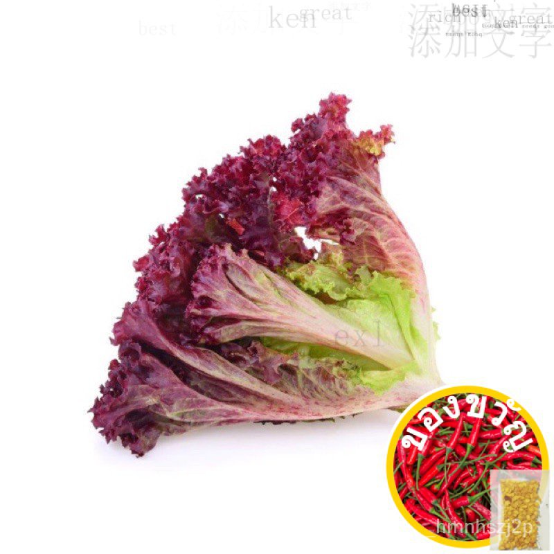 ¿28.150องศา Sg Kale Lyco SN45