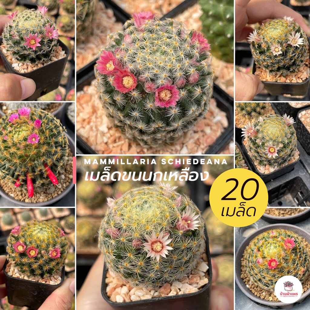 ( 20 เมล็ด ) เมล็ดขนนกเหลือง Mammillaria schiedeana แคคตัส กระบองเพชร cactus&succulent