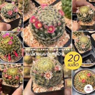 ( 20 เมล็ด ) เมล็ดขนนกเหลือง Mammillaria schiedeana แคคตัส กระบองเพชร cactus&amp;succulent