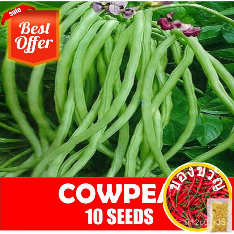 เมล็ด Coppea-Dwarf Sitao seeds/ เซล็ตต์/สร้อยคอ/ขึ้นฉ่าย/เสื้อ/ทานตะวัน/กางเกง/แม่และเด็ก/มักกะโรนี/