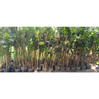 ต้นส้มโอพันธุ์ขาวใหญ่ที่ชำติดเตรียมปลูก,ความยาว50-80cm,ราคาต่อต้น