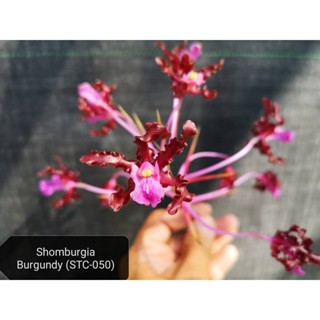 กล้วยไม้แคทลียา schomburgkia burgundy