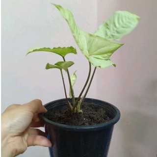 ออมเงิน "Syngonium" หรือ white butterfly กระถาง5"นิ้ว