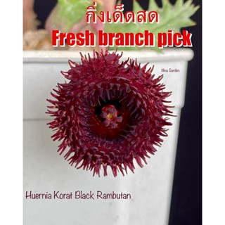 เก๋งจีน Huernia Korat Black Rambutan  *กิ่งเด็ดสด* แคคตัส ไม้อวบน้ำ Cactus and Succulent