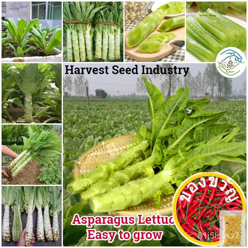 ◾ (เซมล็ตต์200/แอ็ตต์) MGA Buto NG Gulay เซมล ISRV