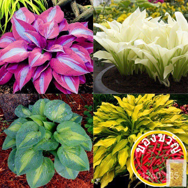 20PCs Hosta Plantaginea ดอกไม้หอม Plantain ดอกไม้ Fire และ Ice Shade Hook/headwear/straw/ ดอกไม้ /И 