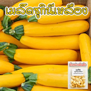 เมล็ดพันธุ์ ซูกินีสีทอง yellow zucchini เมล็ดนำเข้า 10-30 เมล็ด [10 เเถม 1 คละได้]