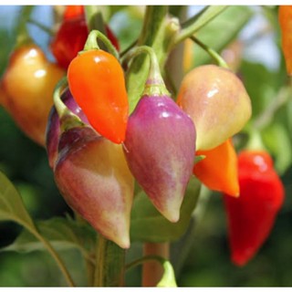 เมล็ดพันธุ์พริก สคาร์เล็ต แลนเทิร์น เปรู (Scarlet Lantern Peru Hot Pepper) บรรจุ 15 เมล็ด ของแท้ คุณภาพดี ราคาถูก นำเข้า