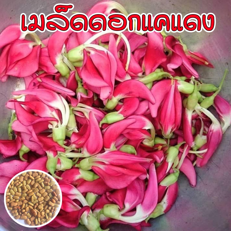 แคบ้าน แคแดง พันธุ์พื้นบ้าน เมล็ดพันธุ์ ดอกแคสีแดง บรรจุ 70 เมล็ด (10 แถม 1 คละได้) ราคา ถูกที่สุด ดีลบีเคเค