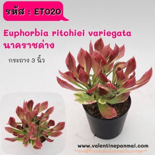 ET020 Euphorbia ritchiei variegata นาคราชด่าง ตัดให้แตกกอ cactus กระบองเพชร แคคตัส กุหลาบหิน พืชอวบน้ำ