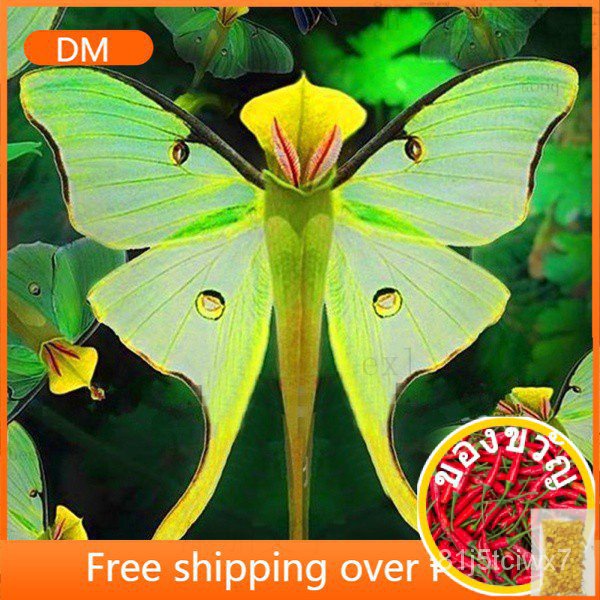 100Pcs Phalaenopsis Orchid Seeds Bonsai Rare Orchid Seeds Indoor Garden Appro/สว/ พะ/กางเกง/กางเกงใน